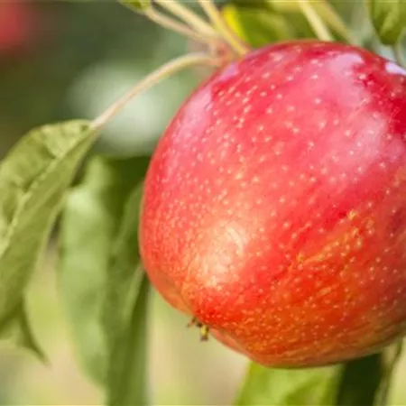 Apfelbäume im Garten – Eine reiche und leckere Ernte