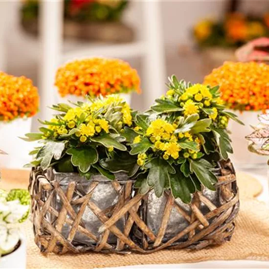 Balkonpflanzen im Herbst – Bunte Farben durch hübsche Blüten und Blätter Balkonpflanzen im Herbst – Bunte Farben durch hübsche Blüten und Blätter