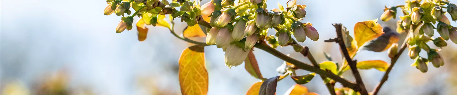 GS661121.jpg GS661121.jpg