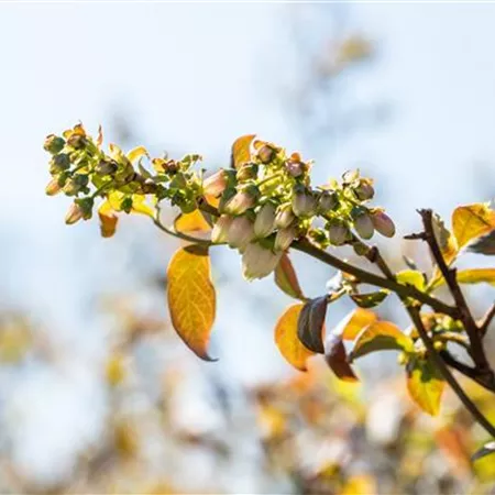 Beerensträucher pflegen – So gibt es bald viele leckere Snacks