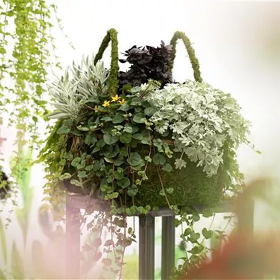 Blattschmuckpflanzen sorgen für Ruhe und Harmonie im Garten Blattschmuckpflanzen sorgen für Ruhe und Harmonie im Garten