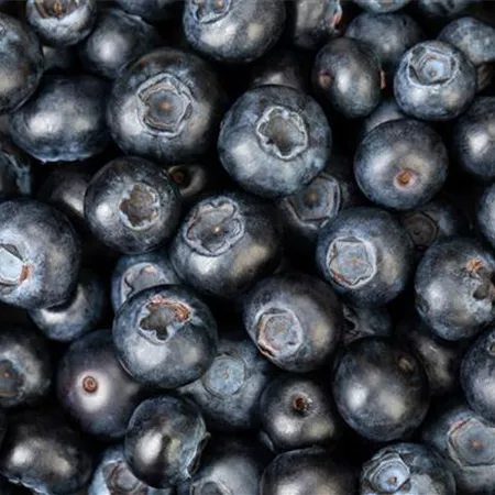 Blaubeere oder Schwarzbeere – die Heidelbeere hat viele Namen und viel Geschmack