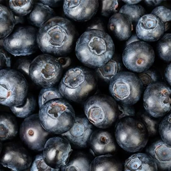 Blaubeere oder Schwarzbeere – die Heidelbeere hat viele Namen und viel Geschmack Blaubeere oder Schwarzbeere – die Heidelbeere hat viele Namen und viel Geschmack