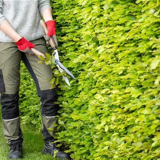 Dekorativ und praktisch zugleich: Die Hecke als Sichtschutz 