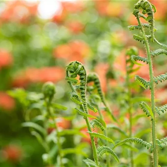 Der richtige Umgang mit giftigen Farnen im Garten Der richtige Umgang mit giftigen Farnen im Garten
