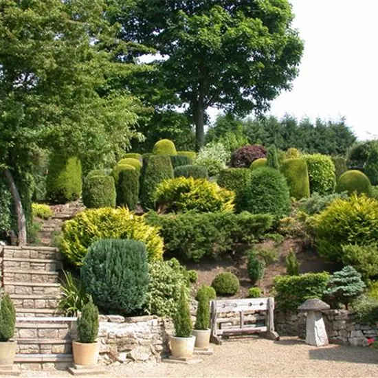 Die Koniferen überzeugen durch ihre eindrucksvolle Vielfalt Die Koniferen überzeugen durch ihre eindrucksvolle Vielfalt