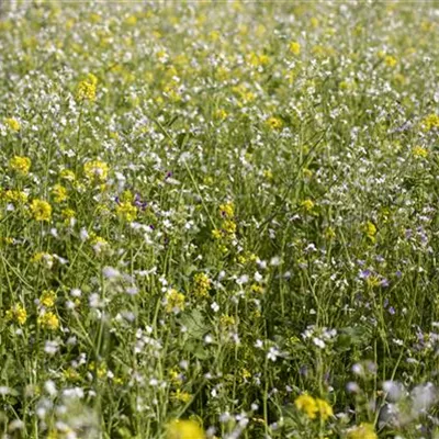 Mit einer Gründüngung zum gesunden Garten