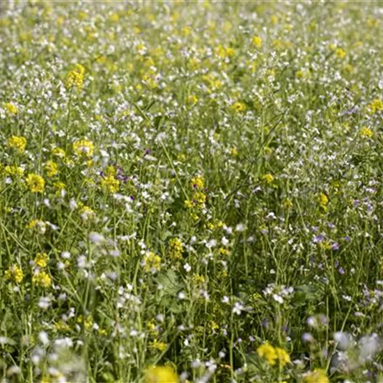 Mit einer Gründüngung zum gesunden Garten Mit einer Gründüngung zum gesunden Garten