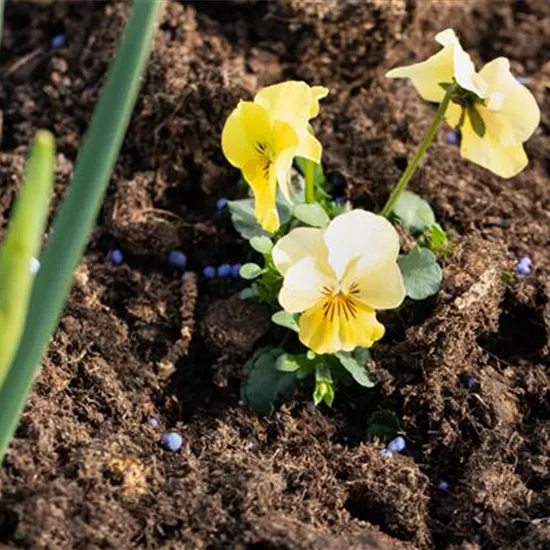 Dünger – organisch oder doch eher mineralisch?