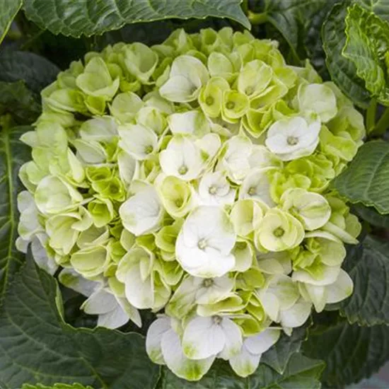 Ein bunter Garten dank der Hortensienvielfalt Ein bunter Garten dank der Hortensienvielfalt