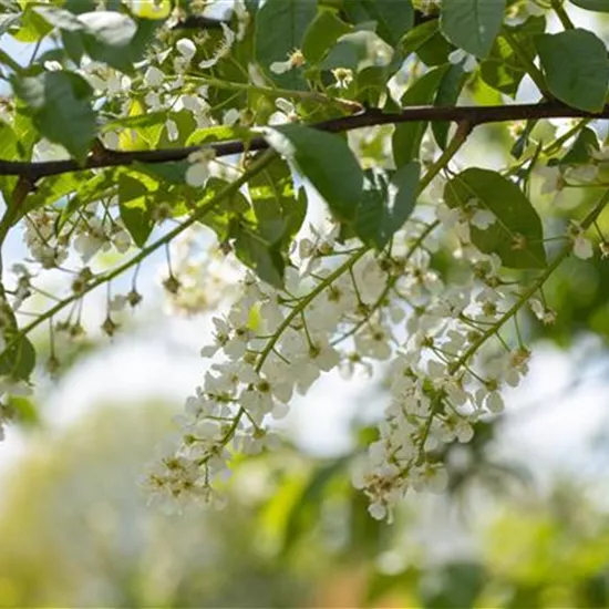 Einen stattlichen Kirschbaum im Garten anpflanzen und pflegen Einen stattlichen Kirschbaum im Garten anpflanzen und pflegen