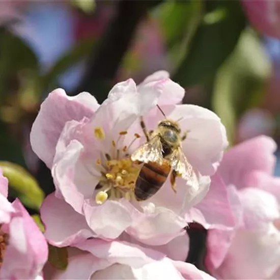 Erfolgreich bienenfreundliche Bäume und Sträucher anpflanzen Erfolgreich bienenfreundliche Bäume und Sträucher anpflanzen