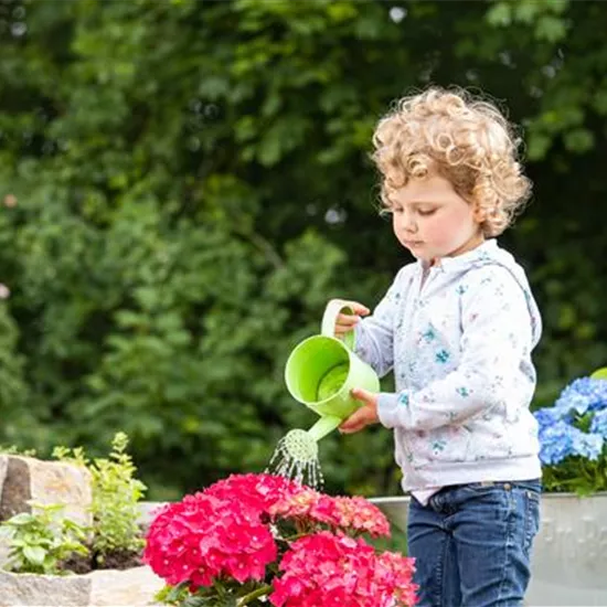 Für bunte Blütenpracht Hortensien pflegen und richtig düngen Für bunte Blütenpracht Hortensien pflegen und richtig düngen