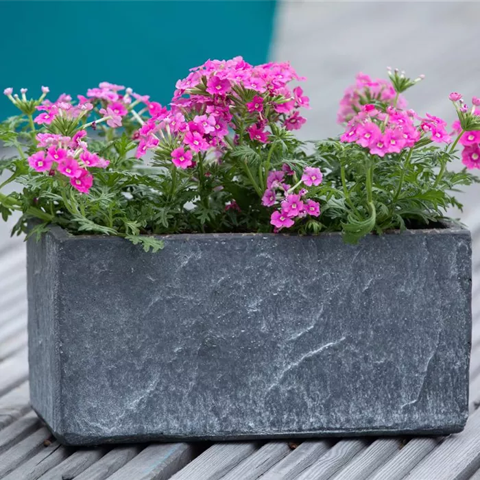 Ganzjährige Balkonpflanzen kultivieren und den Balkon genießen Ganzjährige Balkonpflanzen kultivieren und den Balkon genießen