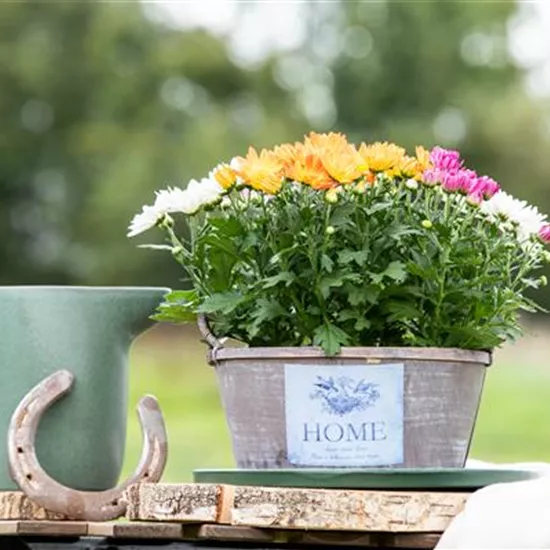 Gartengestaltung mit Pflanzgefäßen in verschiedenen Gärten Gartengestaltung mit Pflanzgefäßen in verschiedenen Gärten