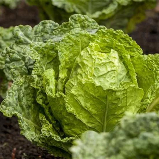 Gemüseanbau im Gewächshaus – so wird es ein voller Erfolg! Gemüseanbau im Gewächshaus – so wird es ein voller Erfolg!