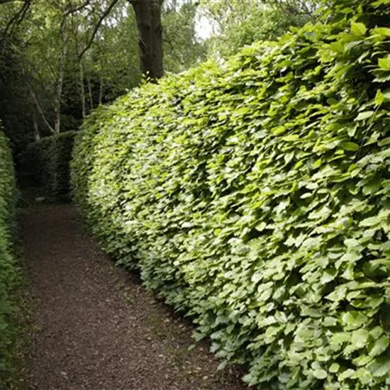 Gut geschützt – Hecken pflanzen und den Garten ungestört genießen Gut geschützt – Hecken pflanzen und den Garten ungestört genießen
