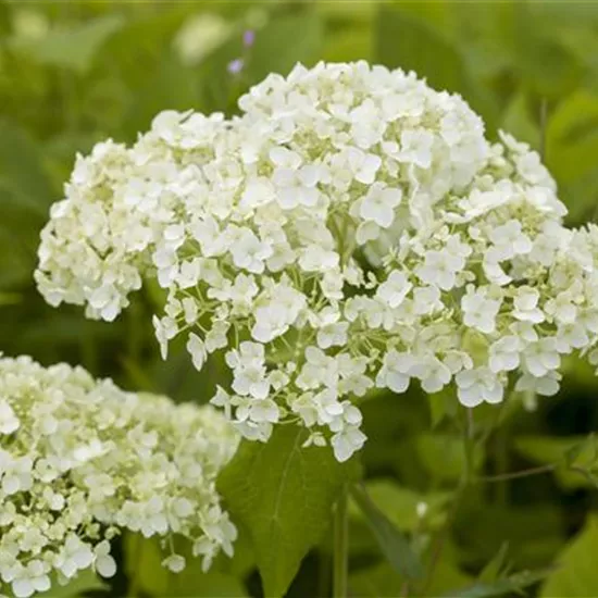 Hortensien für Garten und Balkon – ein tolles Blütenspiel Hortensien für Garten und Balkon – ein tolles Blütenspiel