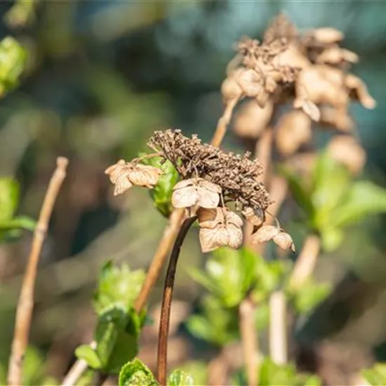 Hortensien schneiden ist gar nicht so einfach – oder doch? Hortensien schneiden ist gar nicht so einfach – oder doch?