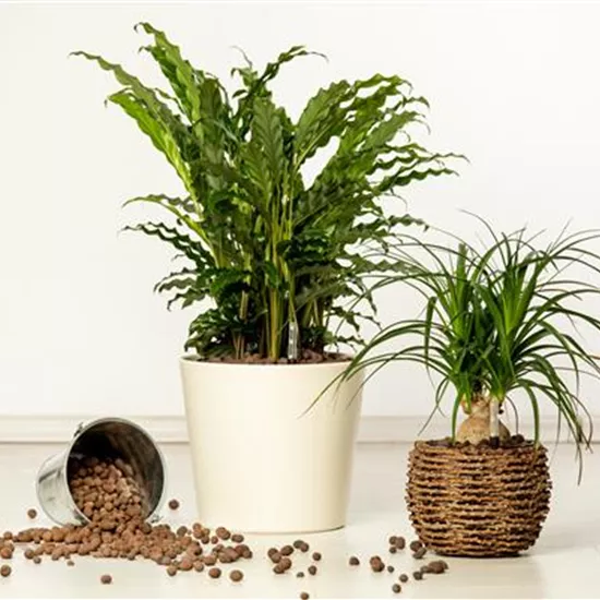 Hydrokultur – ideal als Alternative zur Aufzucht im Erdboden Hydrokultur – ideal als Alternative zur Aufzucht im Erdboden