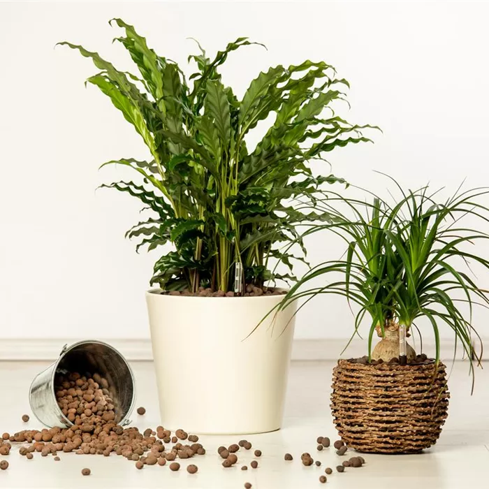 Hydrokultur – ideal als Alternative zur Aufzucht im Erdboden Hydrokultur – ideal als Alternative zur Aufzucht im Erdboden