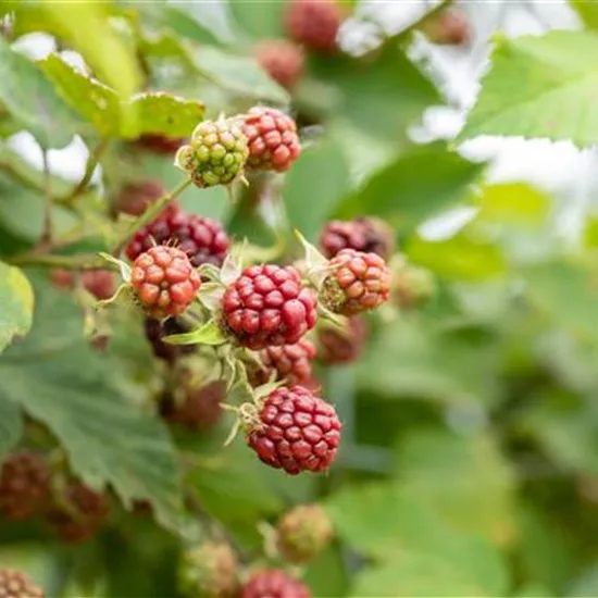 Im Frühjahr Brombeeren pflanzen für eine erfolgreiche Ernte