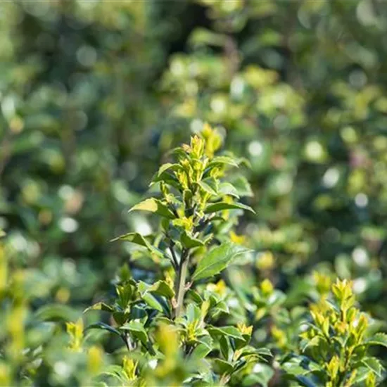 Immergrüne Laubgehölze für einzigartige Hecken und Gärten