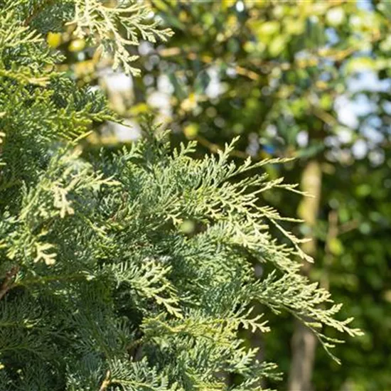 Immergrüne Nadelgehölze im Garten sind vielseitig einsetzbar Immergrüne Nadelgehölze im Garten sind vielseitig einsetzbar
