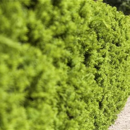 Taxus x media 'Hicksii'