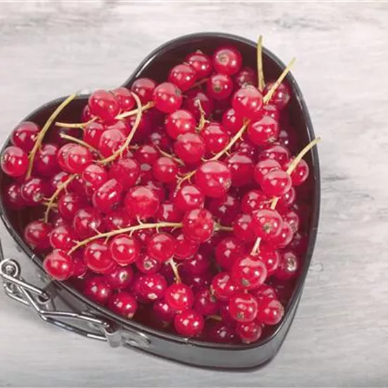 Johannisbeeren – Leckere Snacks für große und kleine Naschkatzen Johannisbeeren – Leckere Snacks für große und kleine Naschkatzen