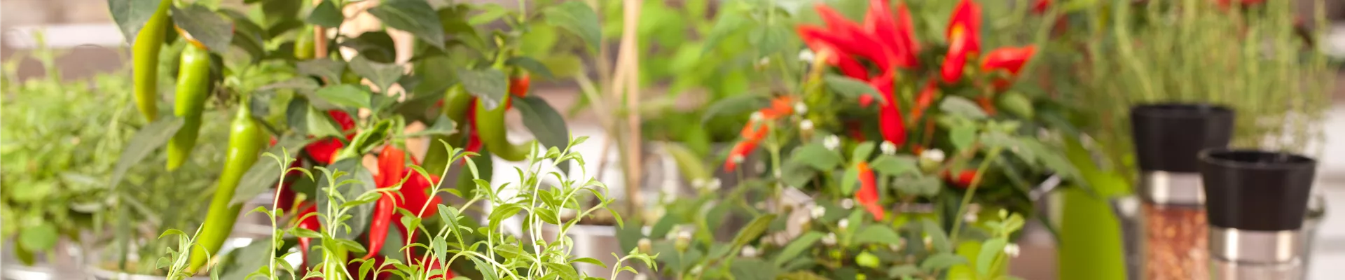 GS535399.jpg GS535399.jpg