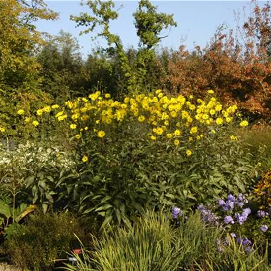 Langlebige Sonnenstauden für den Garten Langlebige Sonnenstauden für den Garten