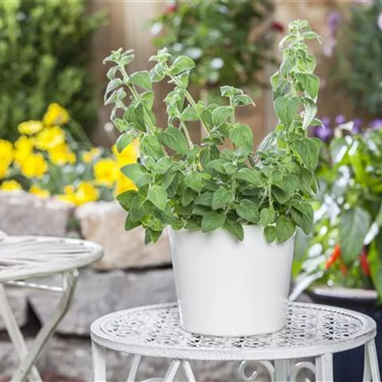 Mediterrane Kräuter im eigenen Garten – Genuss für alle Sinne Mediterrane Kräuter im eigenen Garten – Genuss für alle Sinne