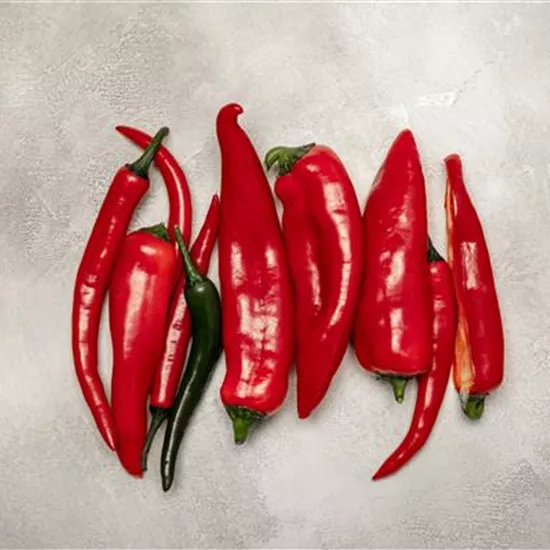 Paprika selber anbauen – Tipps für Anzucht und Ernte Paprika selber anbauen – Tipps für Anzucht und Ernte