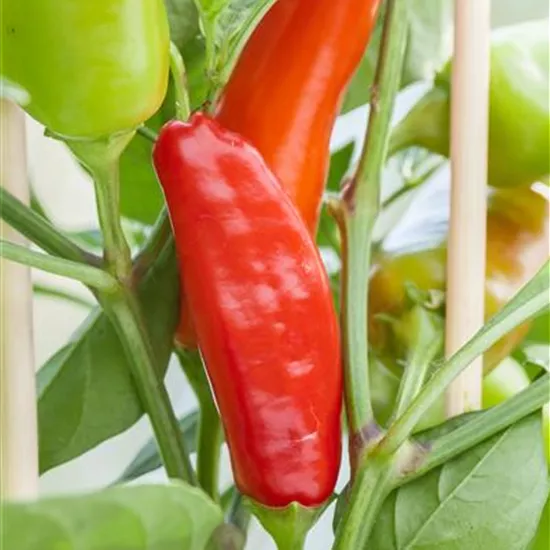 Capsicum annuum Pick & Joy®