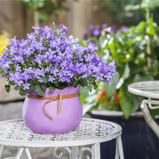 Pflanzgefäße in der passenden Größe finden leicht gemacht