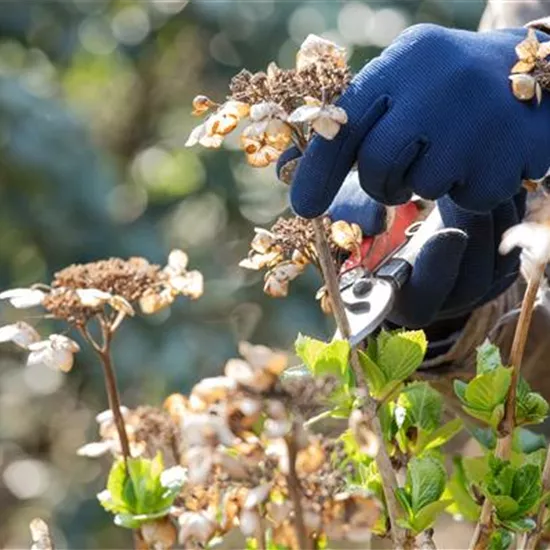 Frühjahrsputz im Garten – Das steht jetzt an Frühjahrsputz im Garten – Das steht jetzt an