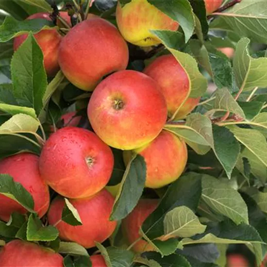 Säulenobst pflanzen – frische Früchte direkt vor der Haustür Säulenobst pflanzen – frische Früchte direkt vor der Haustür