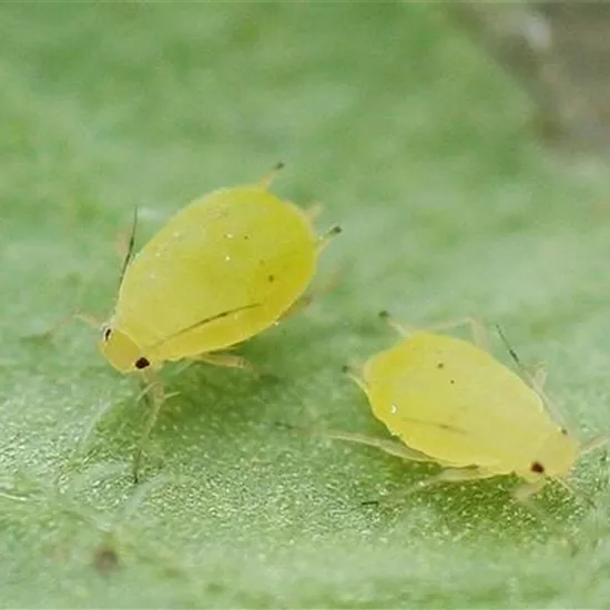 Schädlinge im Garten richtig erkennen und bekämpfen Schädlinge im Garten richtig erkennen und bekämpfen