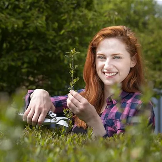 Schnipp, schnapp, Hecke ab! Heckenpflanzen schneiden im Sommer Schnipp, schnapp, Hecke ab! Heckenpflanzen schneiden im Sommer