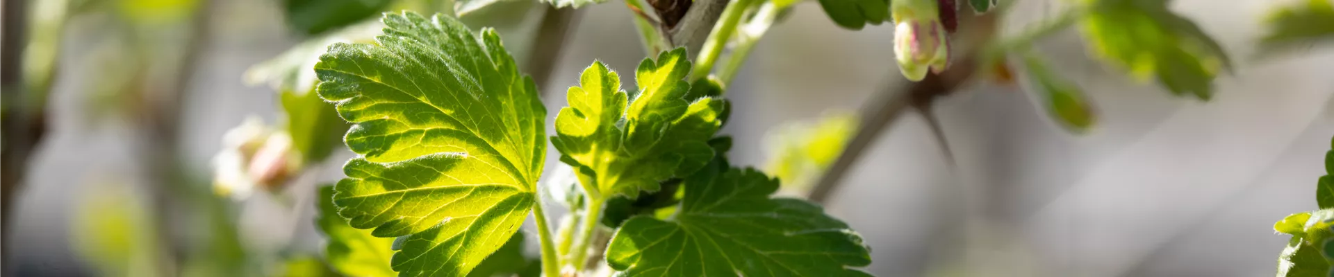 GS658933.jpg GS658933.jpg