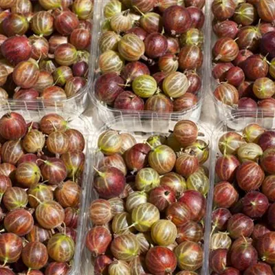 Ribes uva-crispa 'Hinnonmäki' Ribes uva-crispa 'Hinnonmäki'