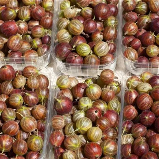 Ribes uva-crispa 'Hinnonmäki' Ribes uva-crispa 'Hinnonmäki'