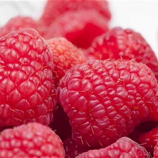 Tipps zum Pflanzen und Pflegen von Himbeeren