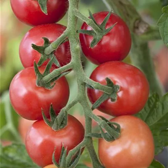 Tomaten – vielseitiges Gemüse für drinnen und draußen Tomaten – vielseitiges Gemüse für drinnen und draußen