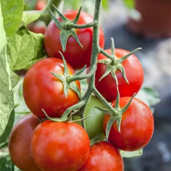 Solanum lycopersicum