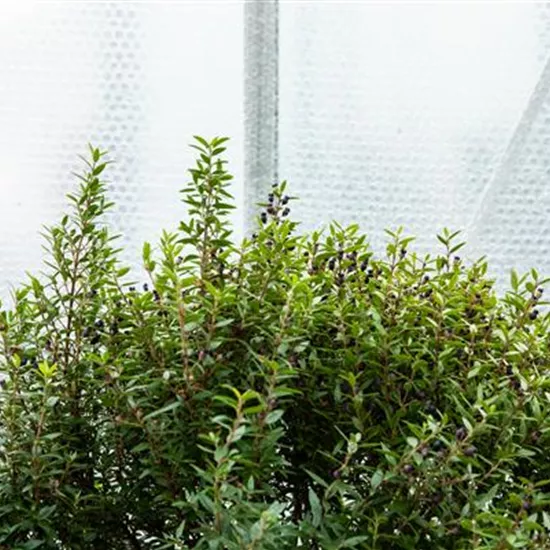 Wie Pflanzen überwintern und im Frühjahr wieder neu erwachen Wie Pflanzen überwintern und im Frühjahr wieder neu erwachen