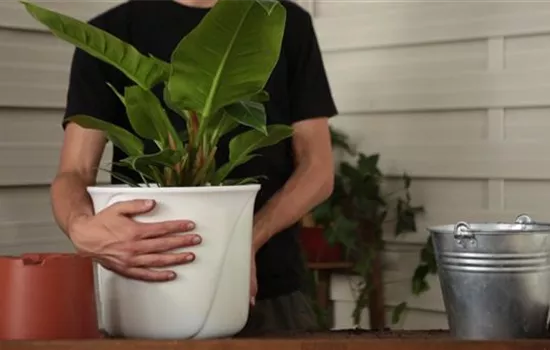 Philodendron - Einpflanzen in ein Gefäß Philodendron - Einpflanzen in ein Gefäß
