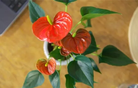 Zimmerpflanzenportrait - Flamingoblume Zimmerpflanzenportrait - Flamingoblume