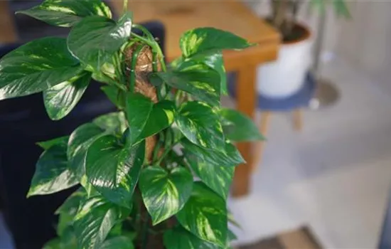 Zimmerpflanzenportrait - Efeutute Zimmerpflanzenportrait - Efeutute